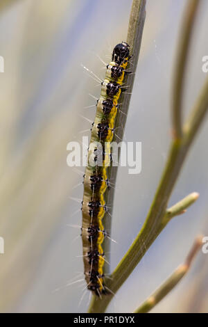 Sarcococca brassicae. Caterpillar nel suo ambiente naturale. Foto Stock