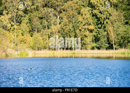 Lago Bøllemosen vicino a Skodsborg in Danimarca in autunno con calma acqua e cielo chiaro Foto Stock