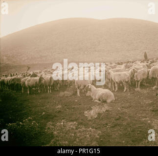 Xxiii salmo, pecore 1898, Medio Oriente, Israele e/o la Palestina Foto Stock