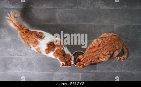 Due graziosi tabby gatti mangiare insieme cibo secco da una ciotola bianco visto da un elevato angolo di visione su un sfondo di pietra con copia spazio. Foto Stock