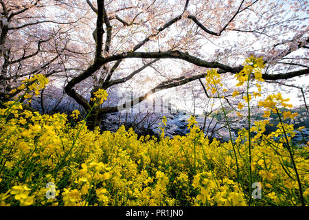 Viaggiare per vedere la fioritura dei ciliegi in fiore di Hamamatsu park, Shizuoka, Giappone Foto Stock