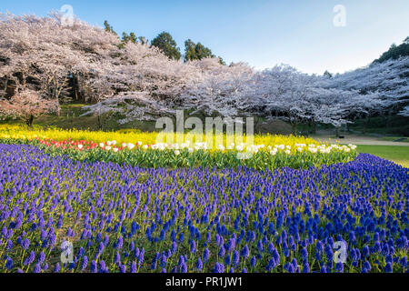 Viaggiare per vedere la fioritura dei ciliegi in fiore di Hamamatsu park, Shizuoka, Giappone Foto Stock