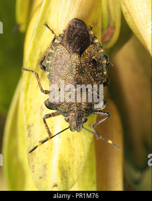 Bronzo (Shieldbug Troiolo luridus) in appoggio sul frassino semi. Tipperary, Irlanda Foto Stock