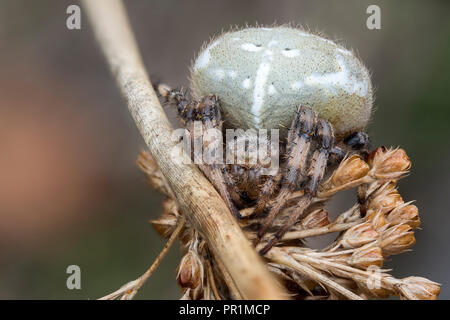 Quattro-spotted Orb Weaver spider (Araneus quadratus) poggiante su Juncus stelo. Tipperary, Irlanda Foto Stock