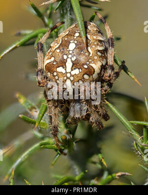 Giardino Spider (Araneus diadematus) in seduta gorse bush. Tipperary, Irlanda Foto Stock