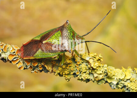 Biancospino Shieldbug (Acanthosoma haemorrhoidale) sul ramo di biancospino. Tipperary, Irlanda Foto Stock