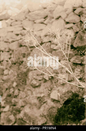 Fiori Selvatici della Palestina. Globo-Thistle. (Echinops Blancheanus Boiss.). 1900 Foto Stock