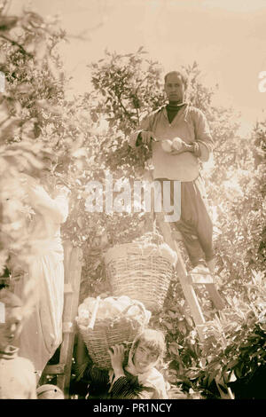 Jaffa. Imballaggio & esportazione di arance. 1898, Israele, Tel Aviv Foto Stock