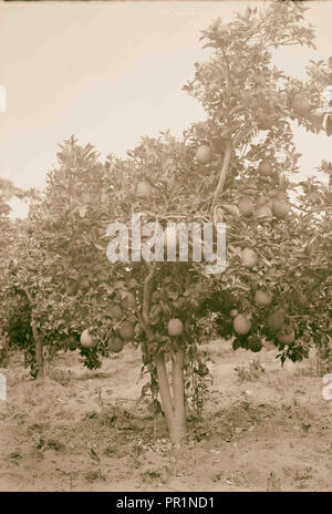 Jaffa. Imballaggio & esportazione di arance. 1898, Israele, Tel Aviv Foto Stock