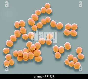 Lo Staphylococcus aureus. Color scanning electron microfotografia (SEM) di Staphylococcus aureus batteri. Questi batteri Gram-positivi provocano infezioni della pelle e crescono spesso in questi uva-come cluster di piccole sfere (cocci). Aureus è estremamente comuni negli esseri umani, vivendo innocuamente sulla pelle e all'interno del naso, della gola e l'intestino crasso. Il trattamento con antibiotici se l'infezione è grave. Varianti di S. aureus (MRSA) hanno sviluppato una resistenza a molti antibiotici. Ingrandimento: x6000 quando stampata a 10 cm di larghezza. Foto Stock