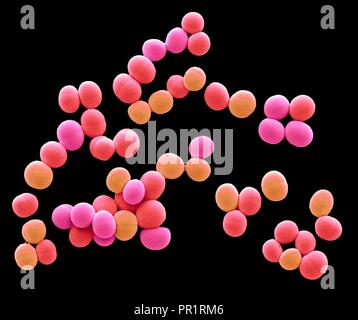 Lo Staphylococcus aureus. Color scanning electron microfotografia (SEM) di Staphylococcus aureus batteri. Questi batteri Gram-positivi provocano infezioni della pelle e crescono spesso in questi uva-come cluster di piccole sfere (cocci). Aureus è estremamente comuni negli esseri umani, vivendo innocuamente sulla pelle e all'interno del naso, della gola e l'intestino crasso. Il trattamento con antibiotici se l'infezione è grave. Varianti di S. aureus (MRSA) hanno sviluppato una resistenza a molti antibiotici. Ingrandimento: x6000 quando stampata a 10 cm di larghezza. Foto Stock