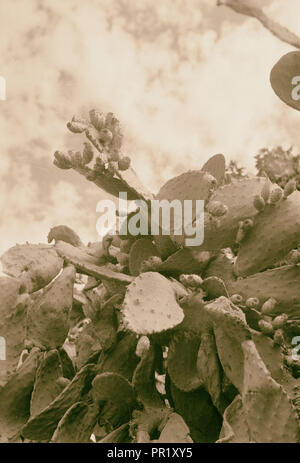 Alberi e arbusti. Cactus figg. (Opuntia ficus-indica (L.) Mill). 1900, Medio Oriente, Israele e/o la Palestina Foto Stock