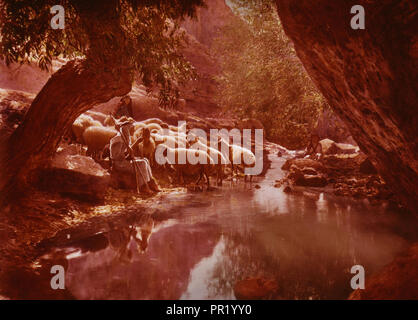 Serie di tredici selezionare diapositive di pastore vita, illustrante il XXIII Salmo "Il Signore è il mio pastore". 1946, Medio Oriente Foto Stock