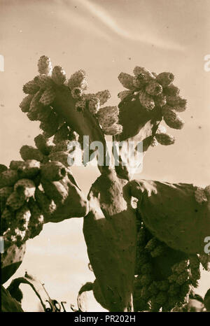 Alberi e arbusti. Cactus figg. (Opuntia ficus-indica (L.) Mill) 1900, Medio Oriente, Israele e/o la Palestina Foto Stock