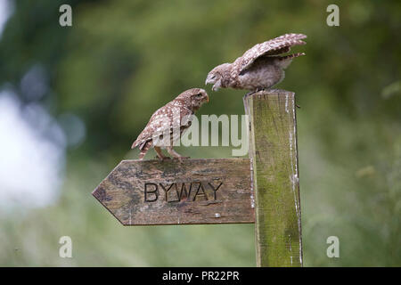 Madre Piccolo gufo, Athene noctua allattare il tuo bambino owlet in un sentiero byway signpost, East Yorkshire. Foto Stock