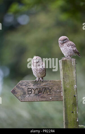 Una coppia di due, piccolo gufo owlets in piedi su un byway signpost, Athene noctua, East Yorkshire, Regno Unito Foto Stock