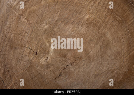 Circolare grande pezzo di legno di sezione trasversale con anello ad albero pattern texture e crepe. Sezione trasversale dell'albero. Creative sfondo vintage. Poplar Tree. Foto Stock