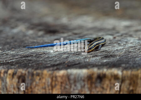 I capretti cinque-rigato skink sul ceppo di albero. Si tratta di una specie di lucertola endemica in Nord America e uno dei più comuni lucertole negli Stati Uniti orientali. Foto Stock