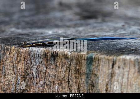 I capretti cinque-rigato skink sul ceppo di albero. Si tratta di una specie di lucertola endemica in Nord America e uno dei più comuni lucertole negli Stati Uniti orientali. Foto Stock