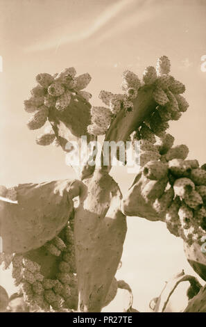 Alberi e arbusti. Cactus figg. (Opuntia ficus-indica (L.) Mill). 1900, Medio Oriente, Israele e/o la Palestina Foto Stock