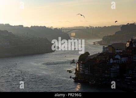 Un tardo pomeriggio vista del fiume Douro a Porto, con i gabbiani che vola da. Foto Stock