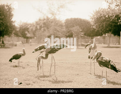 Il Sudan. Il governo di Khartoum. Lo Zoo di Khartoum. Gli uccelli acquatici (Abidmia, Abdimi). 1936, Sudan, Khartoum Foto Stock