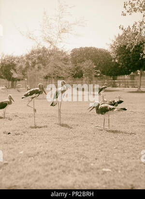 Il Sudan. Il governo di Khartoum. Lo Zoo di Khartoum. Gli uccelli acquatici (Abidmia, Abdimi). 1936, Sudan, Khartoum Foto Stock