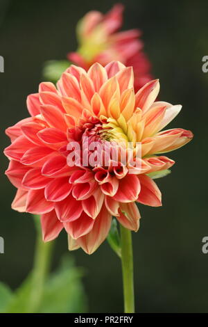 Bella, Rose prese paesaggio e macro. Foto Stock