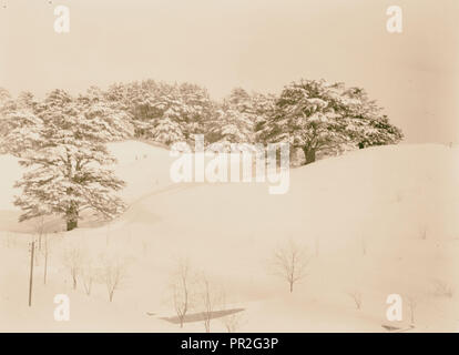 Cedri. 1946, Libano Foto Stock