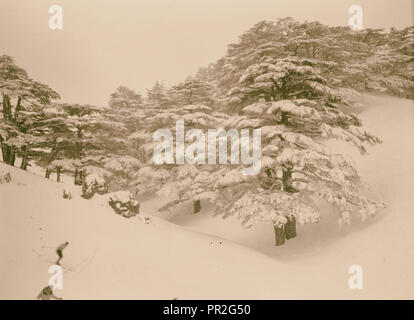 Cedri. 1946, Libano Foto Stock