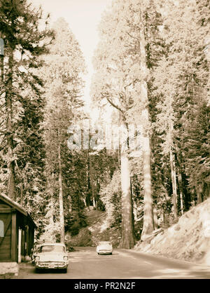 Parco Nazionale di Sequoia, Sett. 1957 Forest road vicino al villaggio. 1957, CALIFORNIA, STATI UNITI D'AMERICA Foto Stock