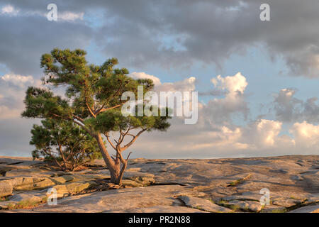 Verde di pini che crescono di granito di Stone Mountain in Georgia con un moody blu, grigio e bianco cielo nuvoloso girato intorno ora d'oro Foto Stock