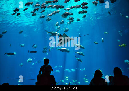 Il padre e il Figlio insieme con altre sagome non identificabili ammirando il pesce e raggi in un gigante, blue water aquarium Foto Stock
