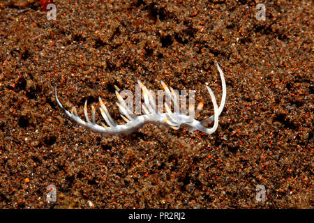 Nudibranch, Samla bicolore, precedentemente descritto come Flabellina bicolore. Tulamben, Bali, Indonesia. Bali Sea, Oceano Indiano Foto Stock