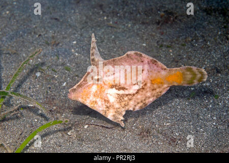 Bristle-Tail Filefish, Acreichthys tomentosus. Noto anche come piante fanerogame Filefish. Pemuteran, Bali, Indonesia. Mare di Bali, Oceano Indiano Foto Stock