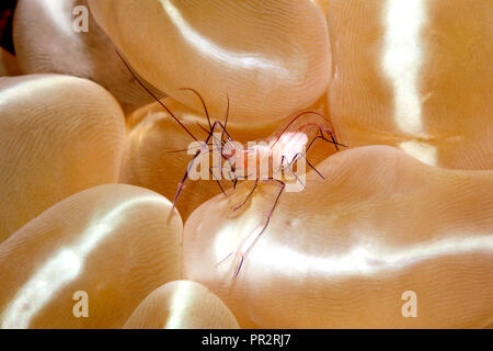 Bolla di gamberi di corallo, Vir philippinensis. Femmina con uova che vivono nella Bolla di corallo, o perla corallo, Plerogyra sinuosa.Tulamben, Bali, Indonesia. Foto Stock