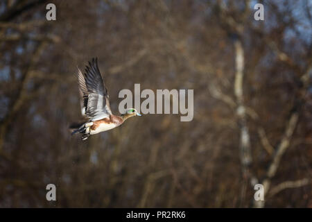 Un drake American Wigeon prende il volo con alcune gocce di acqua a lui di tallonamento. Sterili alberi fanno una posizione neutra di sfondo di questa scena d'inverno. Foto Stock