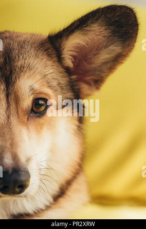 Close up di pembroke welsh corgi dog sitter su giallo Foto Stock