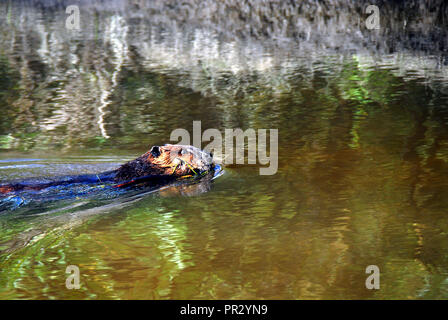 Beaver Sono timido e quindi difficili da catturare. Questo perché si era così intento a costruire la sua diga, mi è stato in grado di ottenere vicino. Più simili a questo. Foto Stock