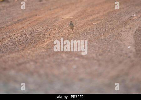 Oriental allodola uccello Foto Stock