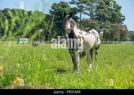 Macchiato il cavallo in pascolo con erba alta e il fienile Foto Stock