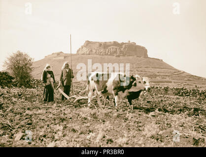 Jebel el-Drusi & Hauran. Salkhad. Un plowman mostra castello-hill in distanza. 1938, Siria, Salkhad Foto Stock