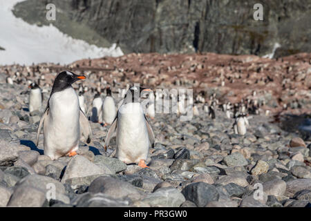 I pinguini Gentoo giovane in piedi sul litorale con l intero gregge in background, de Cuverville Island, Antartide Foto Stock