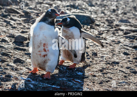 Due sporchi pinguino Gentoo pulcini giocando sulle rocce, a sud le isole Shetland, Antartide Foto Stock