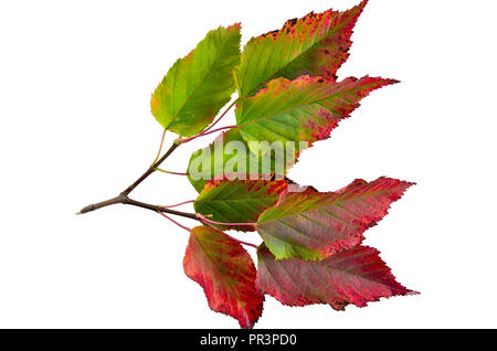 In autunno il ramo di acero tatarian (Acer tataricum) con foglie colorate close up, isolato su sfondo bianco Foto Stock