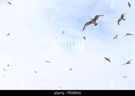 I gabbiani volare nel cielo Foto Stock