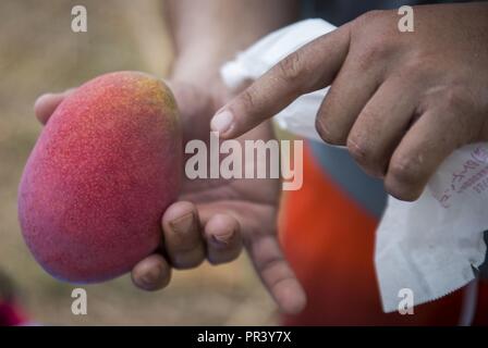 Mike A. Miranda, noto anche come Mango Mike, sottolinea la qualità di un mango maturo, luglio 22, 2017 in Motobu, Okinawa, in Giappone. Miranda presta attenzione ad ogni dettaglio del suo mango compresi colore odore e dimensioni. Miranda, nativo di Orlando, Florida, servita 14 anni di servizio attivo servizio in Marine Corps prima che egli si stabilì come un agricoltore di mango con la sua famiglia di Okinawa. Foto Stock