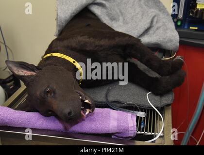 'Hero' il manichino di addestramento del cane, giace su un tavolo dentale per dimostrare come un animale normalmente ottenere i loro denti puliti, 27 luglio 2017, a Fairchild Air Force Base, Washington. Ogni razza di cane e di gatto varia per ottenere i loro denti puliti. Cani e gatti sono entrambi ottenere i loro denti puliti sotto anestesia generale. Foto Stock