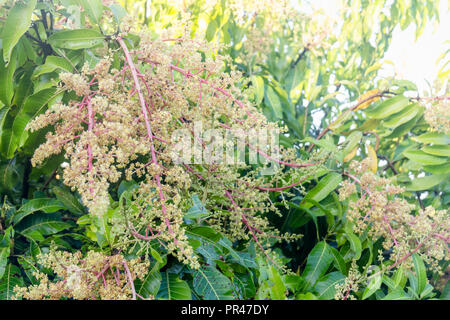 In prossimità di una fioritura agricoltura mango Grove. Foto Stock