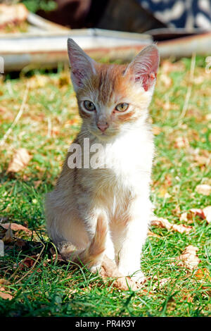 Un arrugginito-bianco arancione tabby gattino seduto sul manto erboso in corrispondenza del bordo di luce del sole ed ombra essendo circondato da asciugare caduta foglie, close-up vista frontale Foto Stock